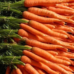 Carrot