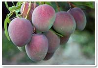 Mango (Aam)